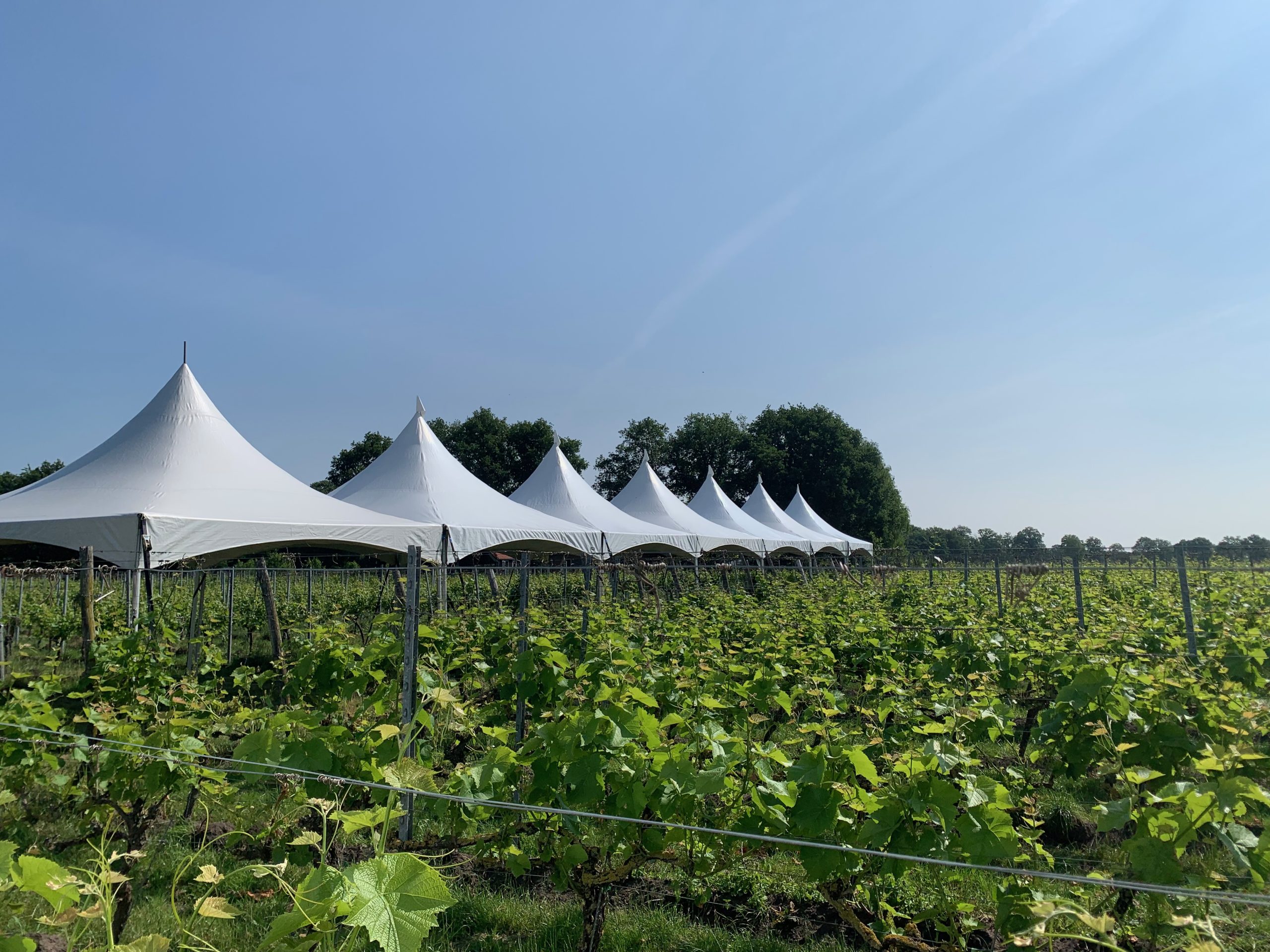 Tentenwerk Pagodetenten In Wijngaard Scaled